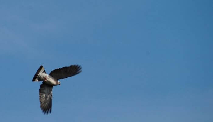 pigeon diving