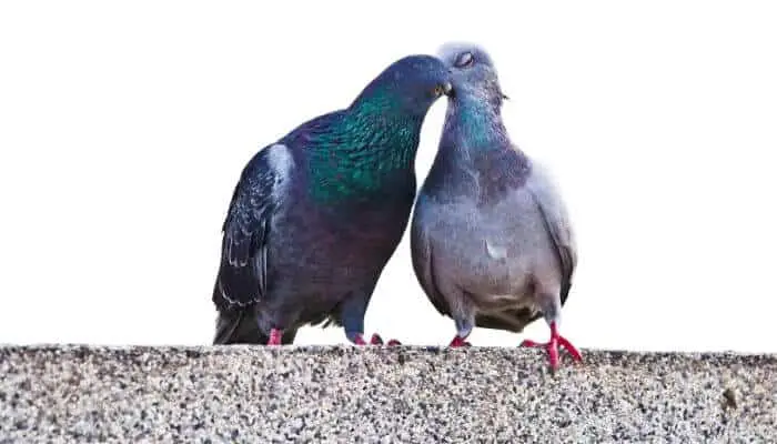 pigeon kiss