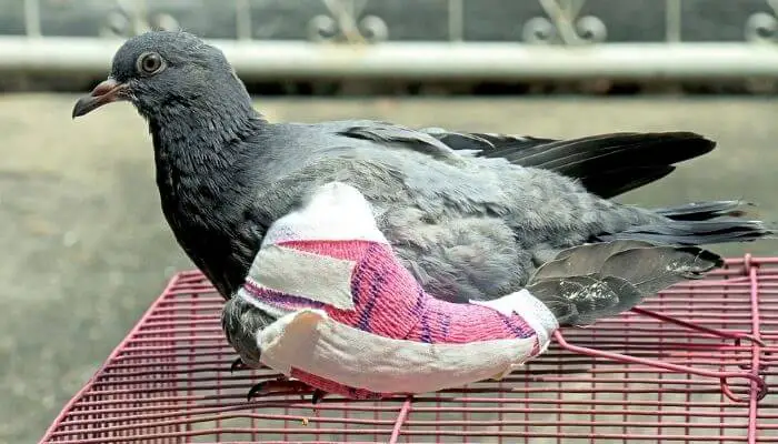 pigeon with broken wing