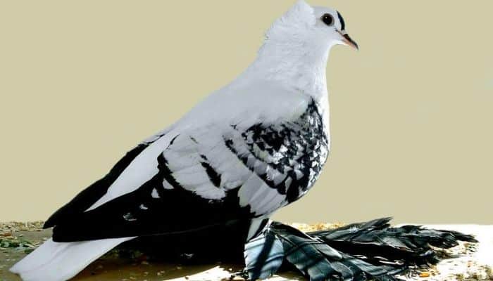 tiger swallow pigeon by Jom Gifford