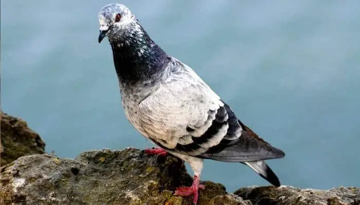 tippler pigeon breed