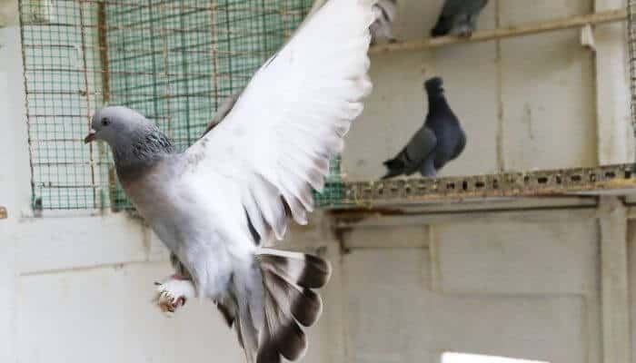tippler pigeon in loft