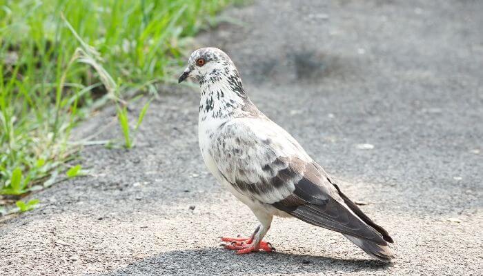 a tippler pigeon