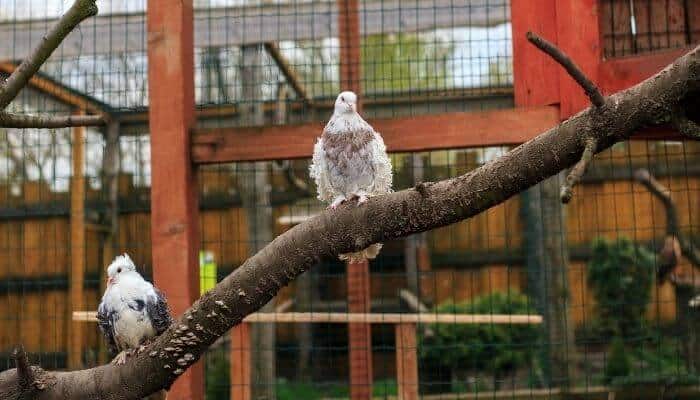 two frillback pigeons