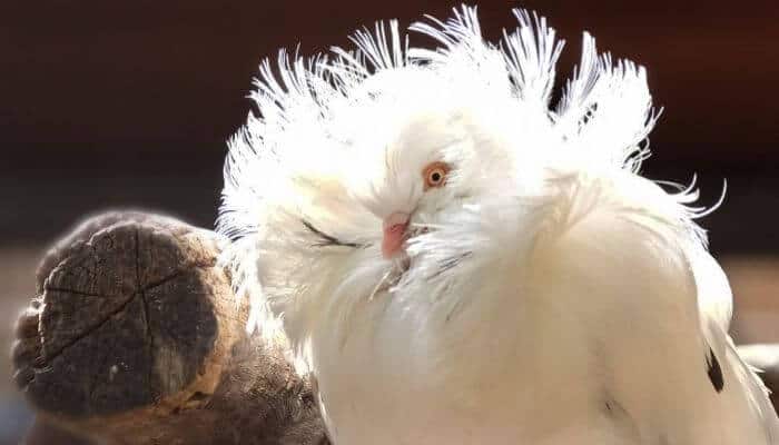 white jacobin pigeon