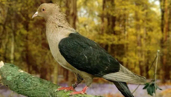 archangel pigeon in woods