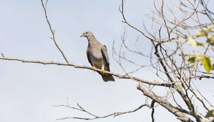 band tailed pigeon in tree