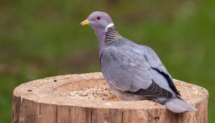 band tailed pigeon sitting on log