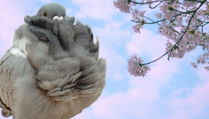 chinese owl pigeon