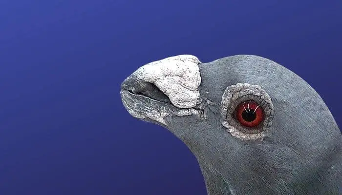 dragoon pigeon beak