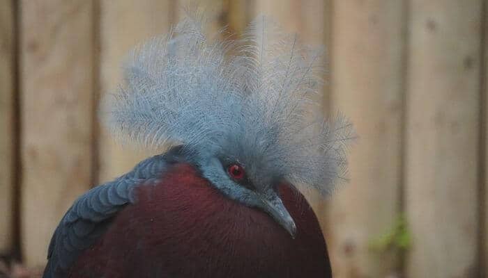 fat victoria crowned pigeon