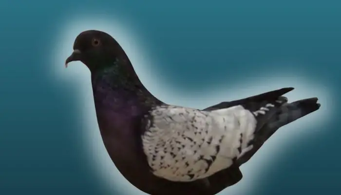 hyacinth pigeon