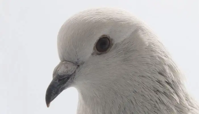 ice pigeon head
