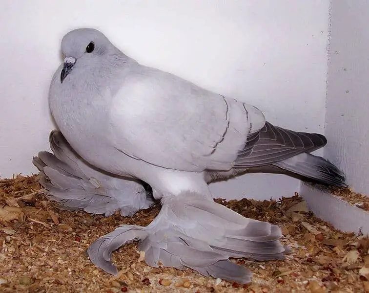 the-ice-pigeon-breed-guide-pigeonpedia