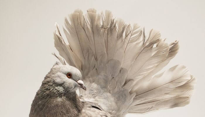 indian fantail pigeon food