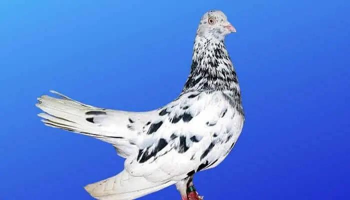 oriental roller pigeon