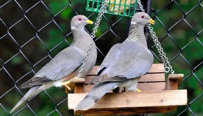 pair of band-tailed pigeons