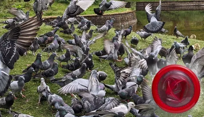 pigeon birth control