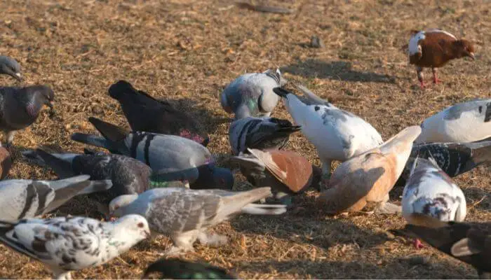 pigeon farming