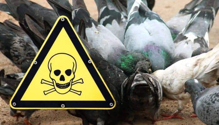 pigeon poisons