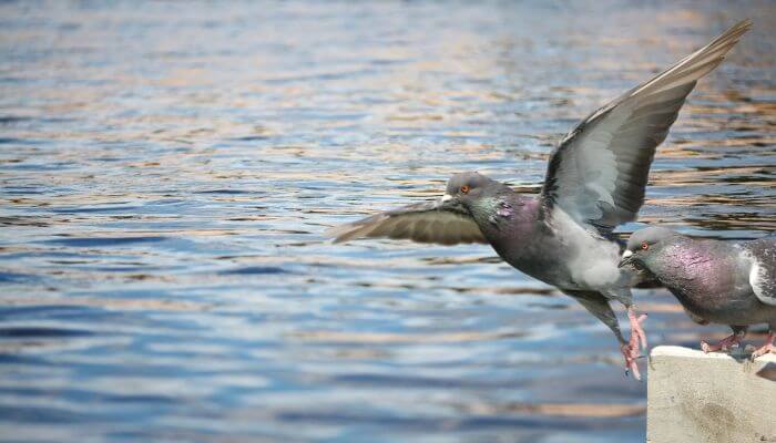 pigeon taking off