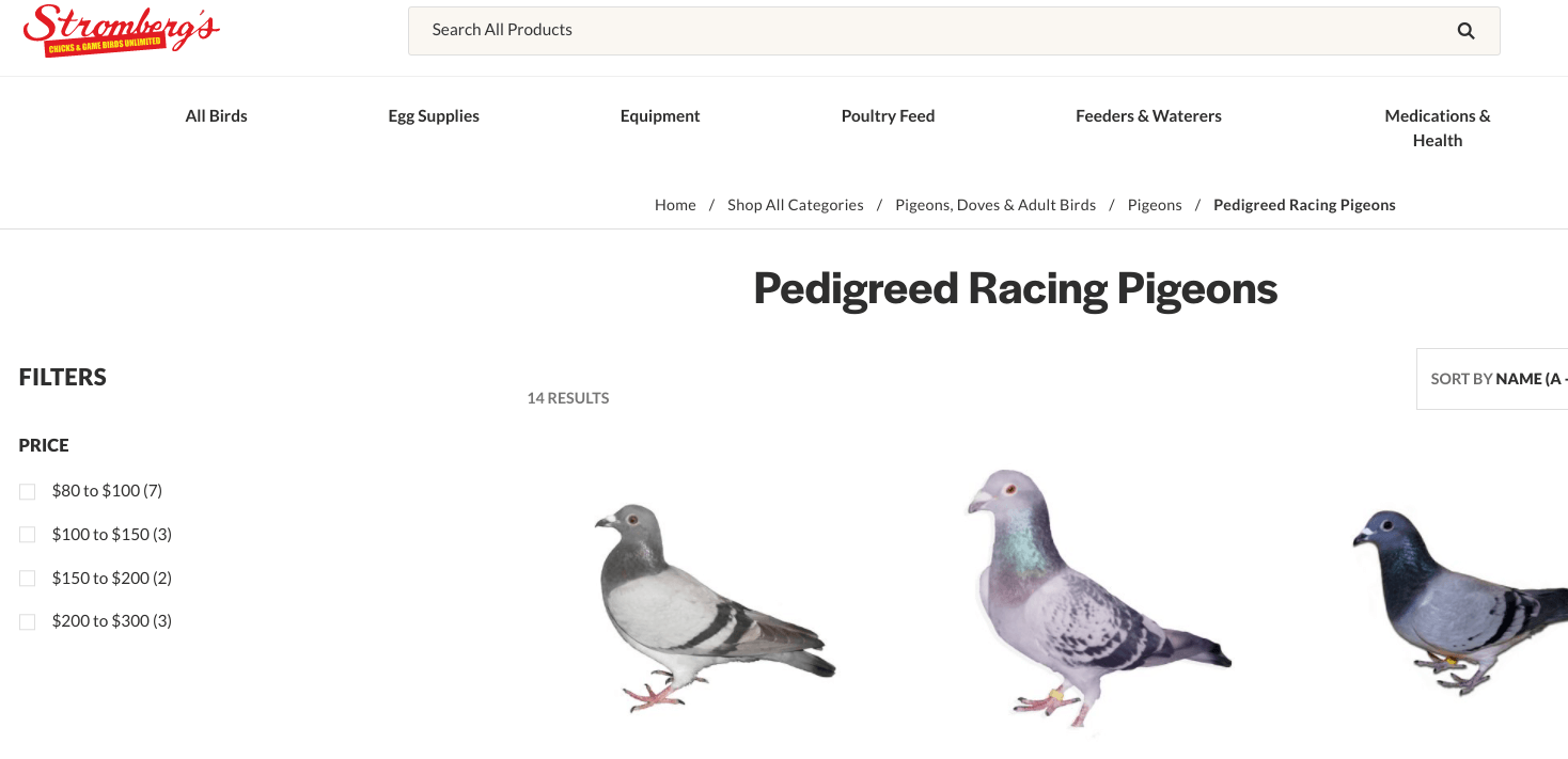 Where To Buy Pigeons 17+ Places With Pigeons For Sale Pigeonpedia