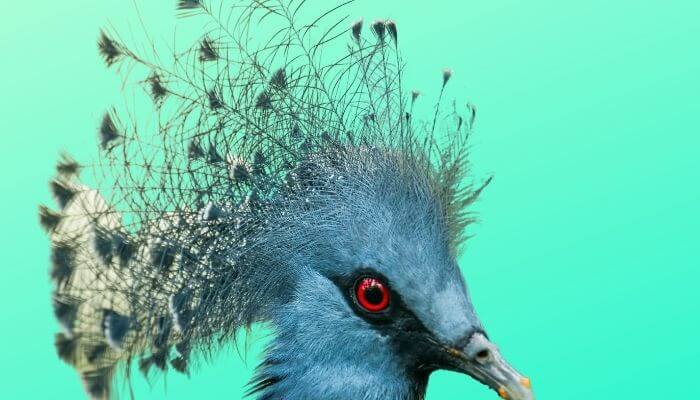 victoria crowned pigeon blue background