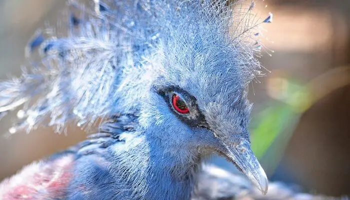 victoria crowned pigeon face closeup