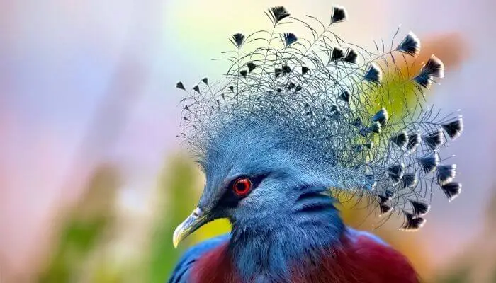 victoria crowned pigeon head