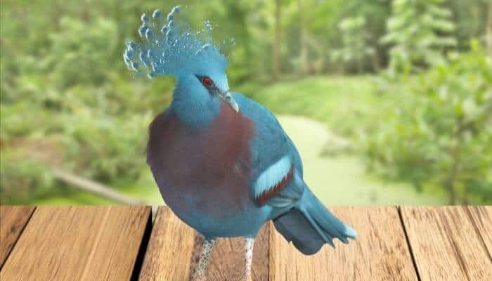 victoria crowned pigeon on decking