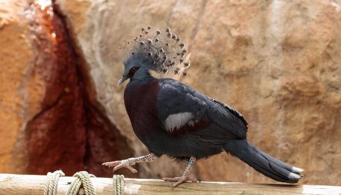 victoria crowned pigeon walking