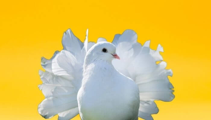 white indian fantail pigeon