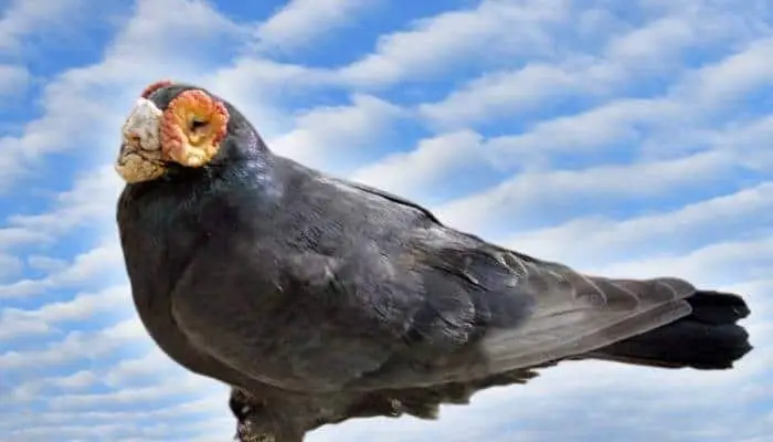 a barb pigeon