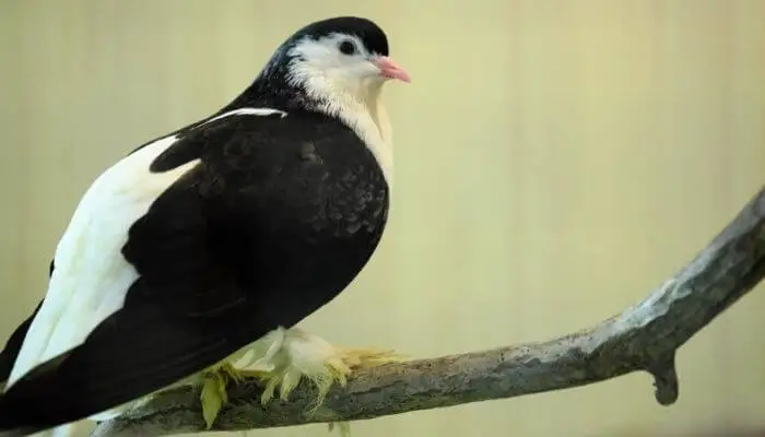 a lahore pigeon