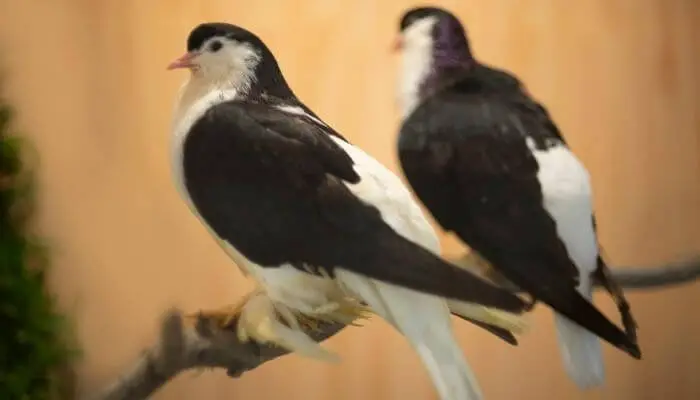 breeding pair of lahore pigeons