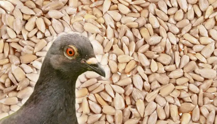 can pigeons eat sunflower seeds