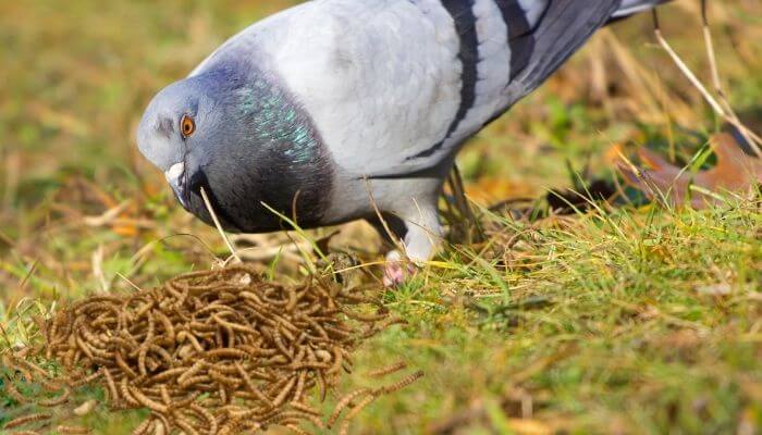 do pigeons eat mealworms