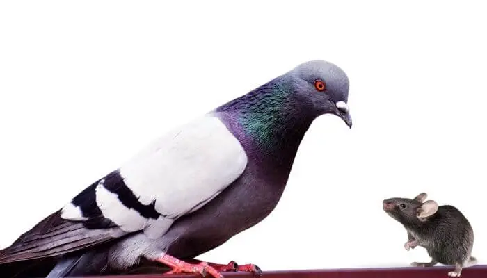 do pigeons eat mice