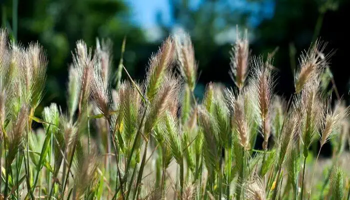 grass seed