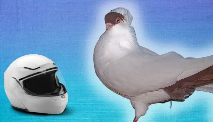 helmet pigeon