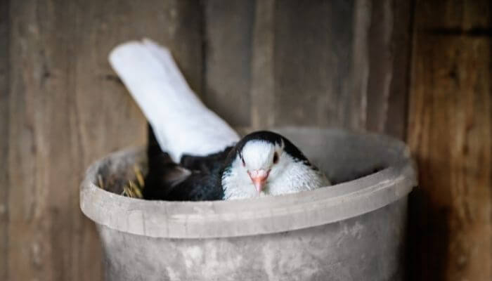 lahore breed columbidae