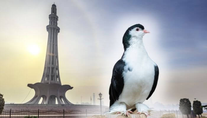 lahore pigeon