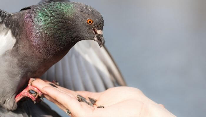 pigeon eating sunflower seeds from hand