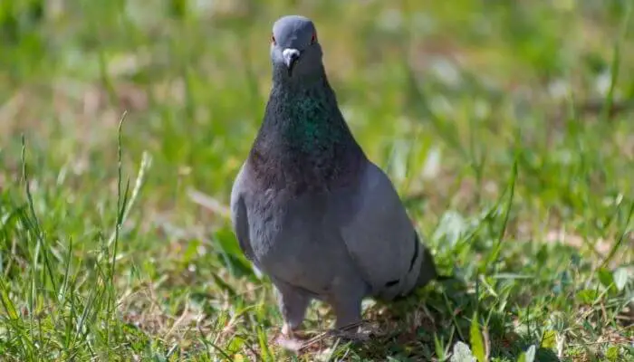 pigeon standing on grass
