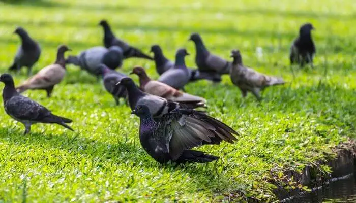 pigeons pecking at lawn