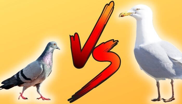 pigeons vs seagulls