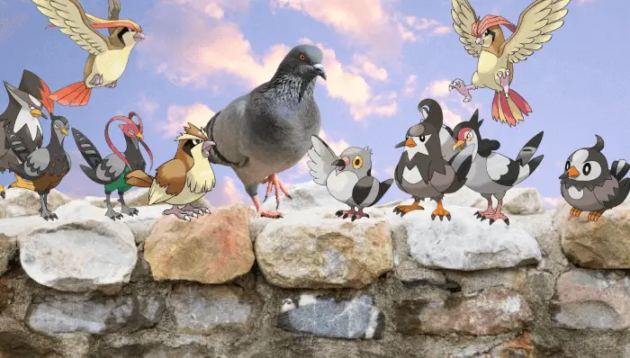 pokemon pigeons