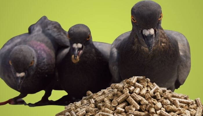 protein for pigeons