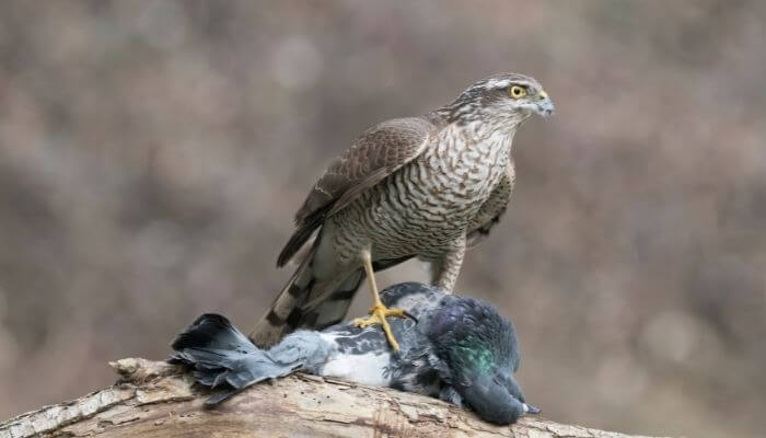 sparrowhawk with pigeon