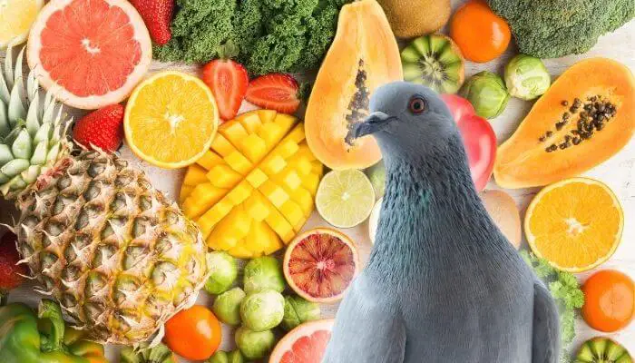 Vitamins For Pigeons: Which Do They Need Most?